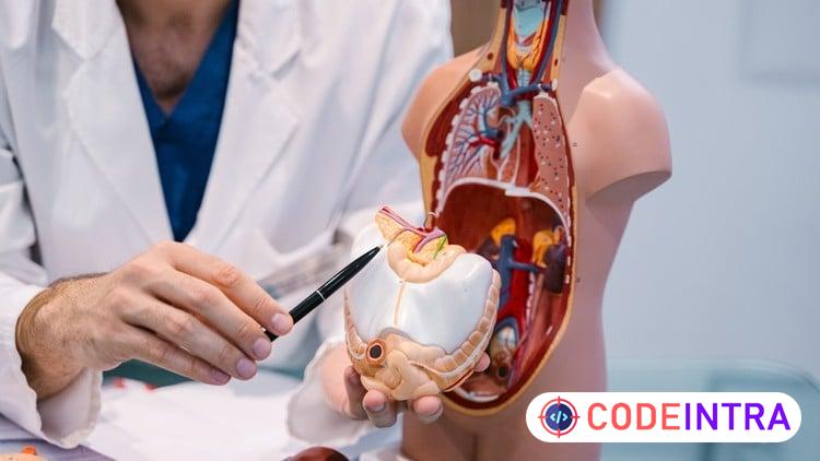 Human Physiology for Medical Coding, Billing & Healthcare - Codeintra